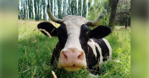 Suelo vivo una sola salud